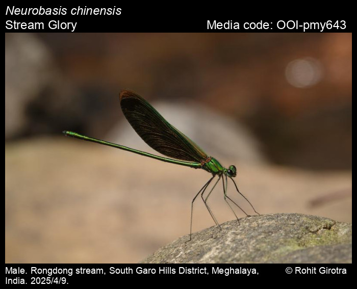 OOI-pmy643