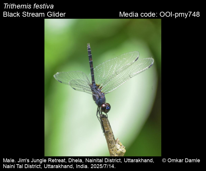 OOI-pmy748